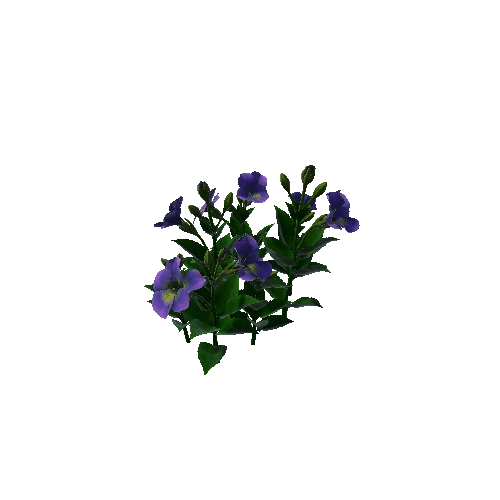 Flower Pansies3. 2